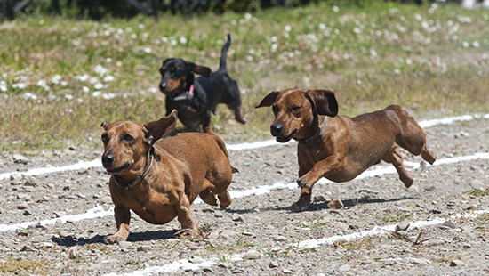 wiener dog race